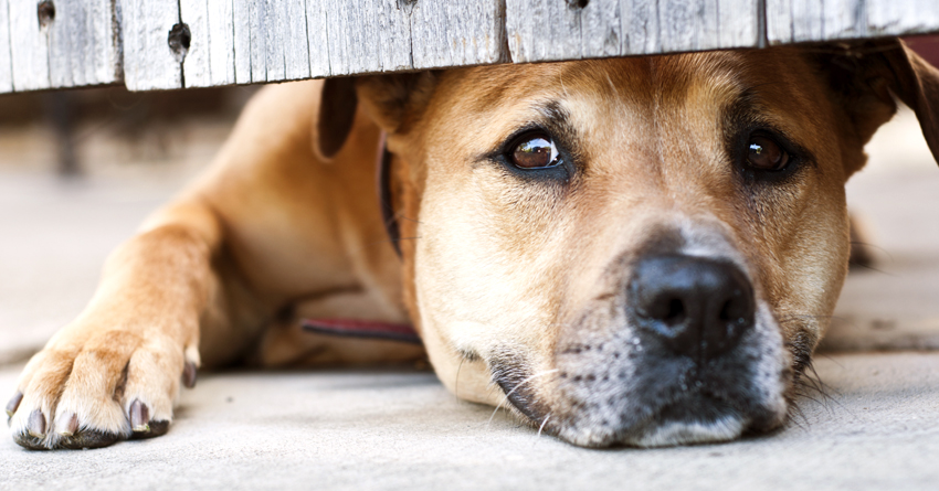 Best Anti Anxiety Treatment For Dogs Best Anti Anxiety Treatment For Dogs